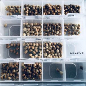Feminized Cannabis Seeds Mix Pack