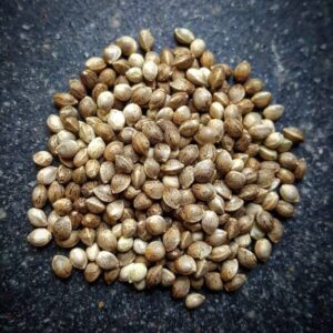 SEEDS
