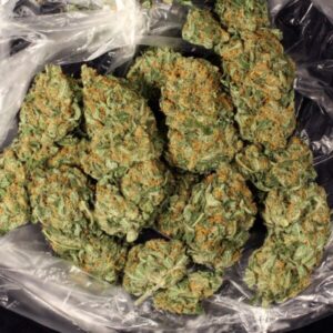 HYBRID STRAINS